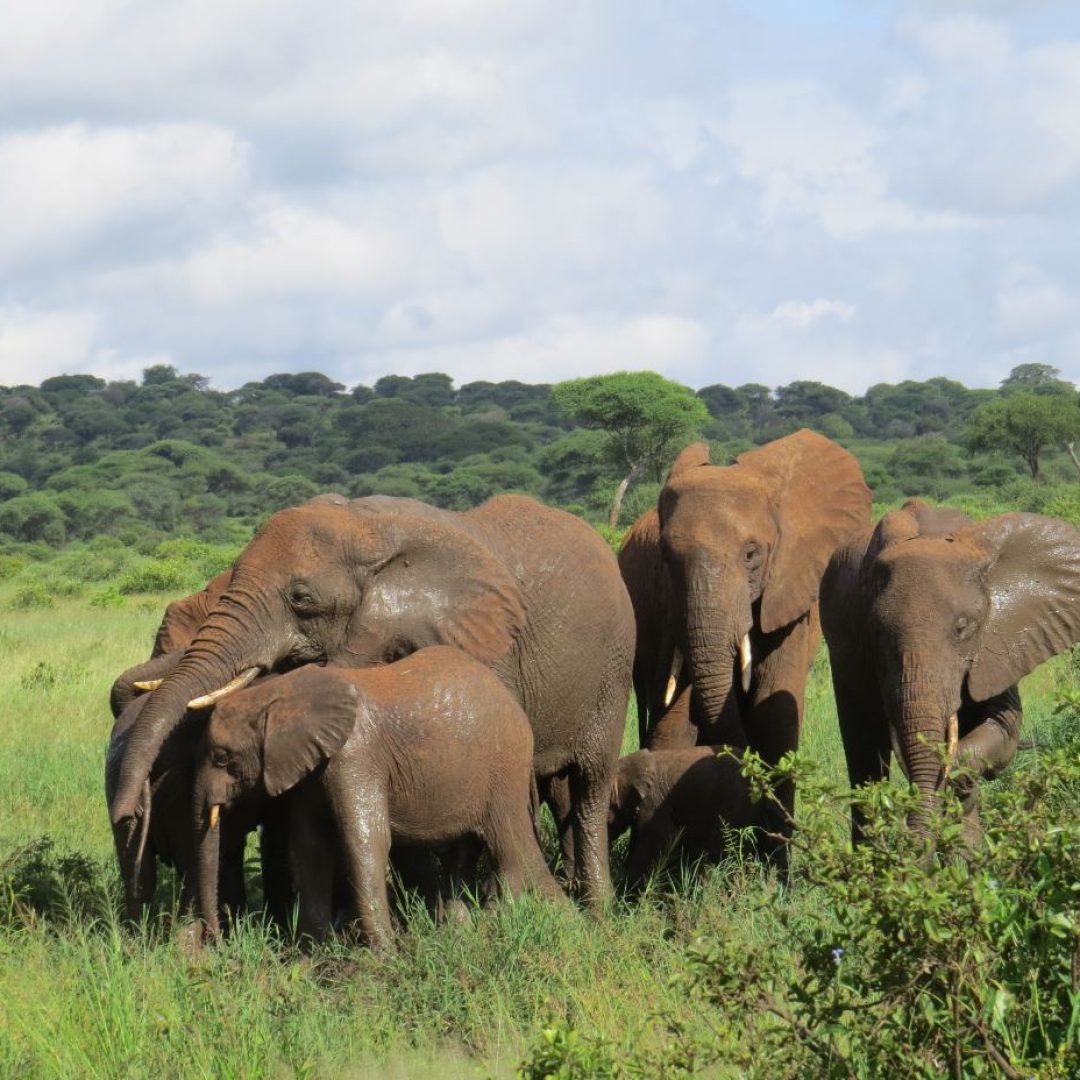 elephants with mad