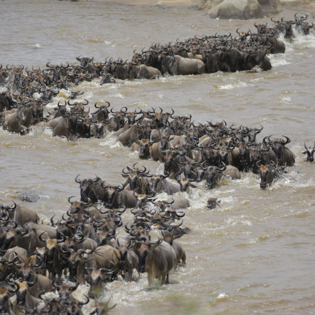 great migration